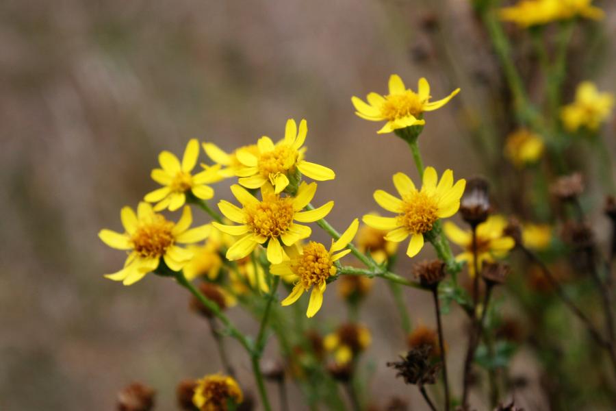 Ragwort bright yellow flowers close up