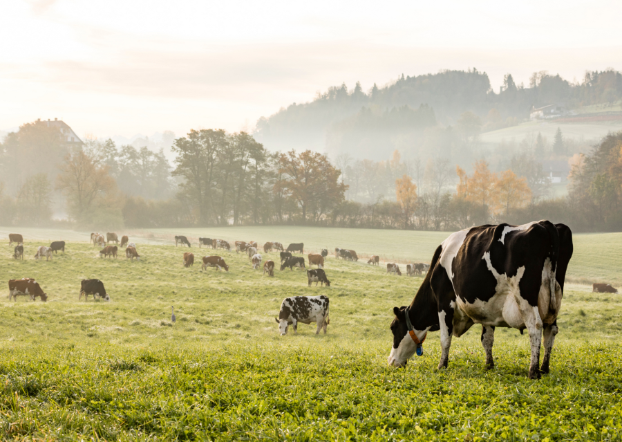 Cows grazing