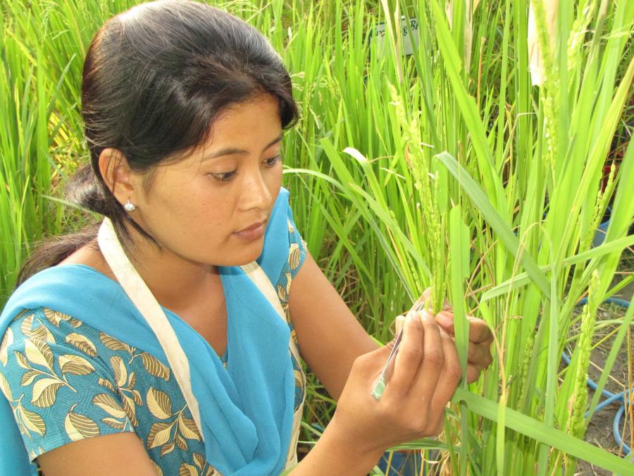 Rice Fields Impact Case Study REF 2021