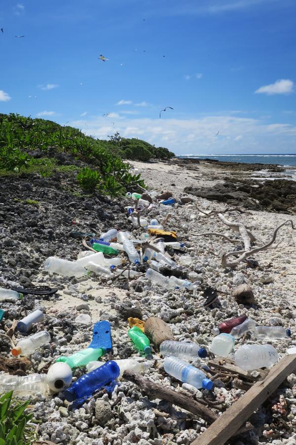 Plastic bottles line a high tide mark