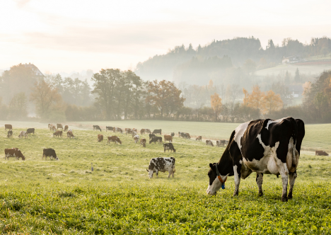 Cows in a field