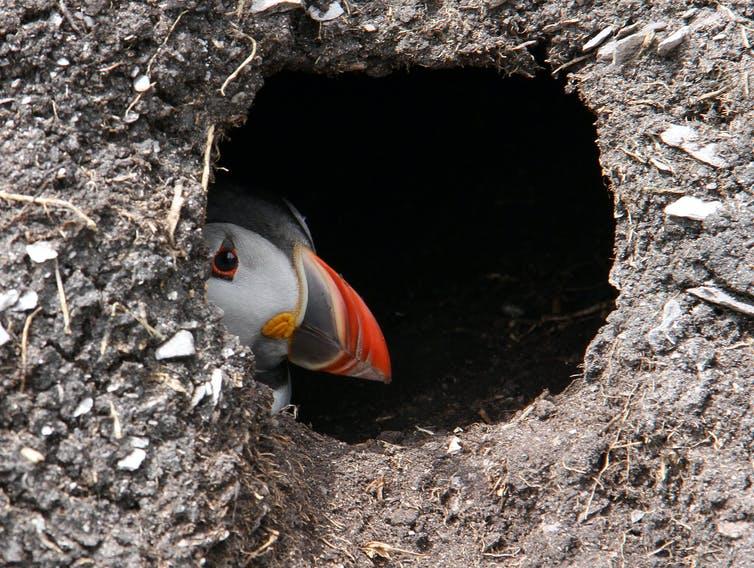 Atlantic puffins are experiencing significant population declines across northern Europe.