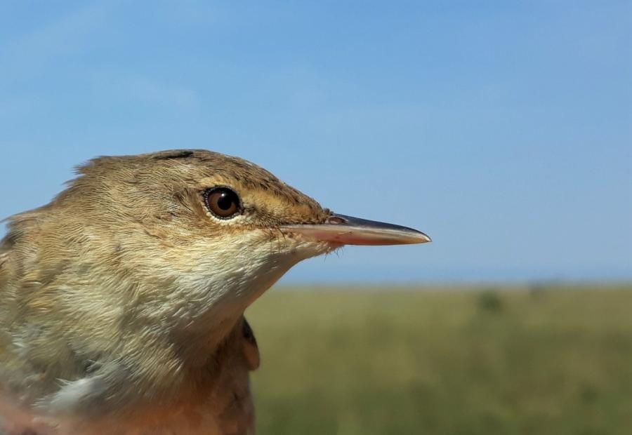 A close up image of a Eurasian Reed Warbler side profile- being held in the hand during Bangor University research