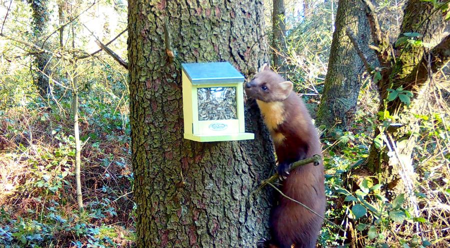 A pine marten leans its head towards a squirrel feeder on a tree trunk in a woodland area.