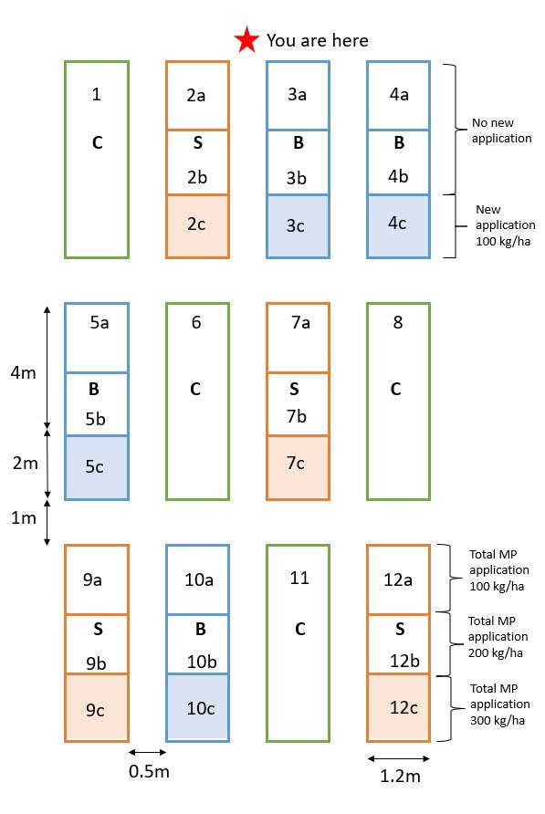 Graphic image of barley plot layout as part of research project on the effect of conventional and biodegradable mulch films on soil of crop health