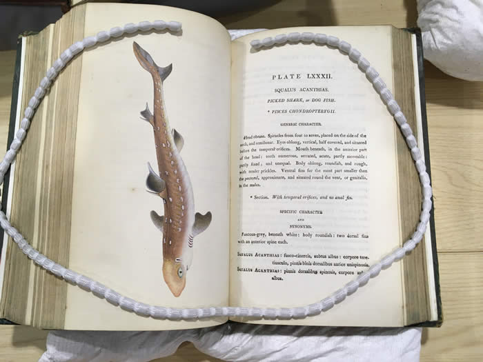 Photo of a shark from the pages of a book from the Frederick Talfourd-Jones collection