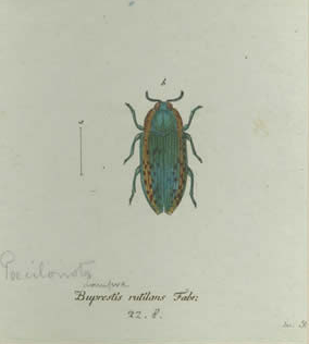 Photo of a plate from “Penser’s [sic.] Plates of beetles and weevils