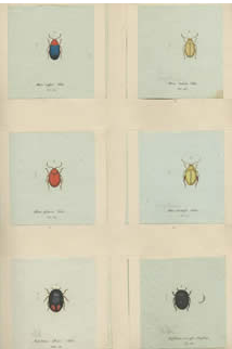 Photo of a plate from “Penser’s [sic.] Plates of beetles and weevils