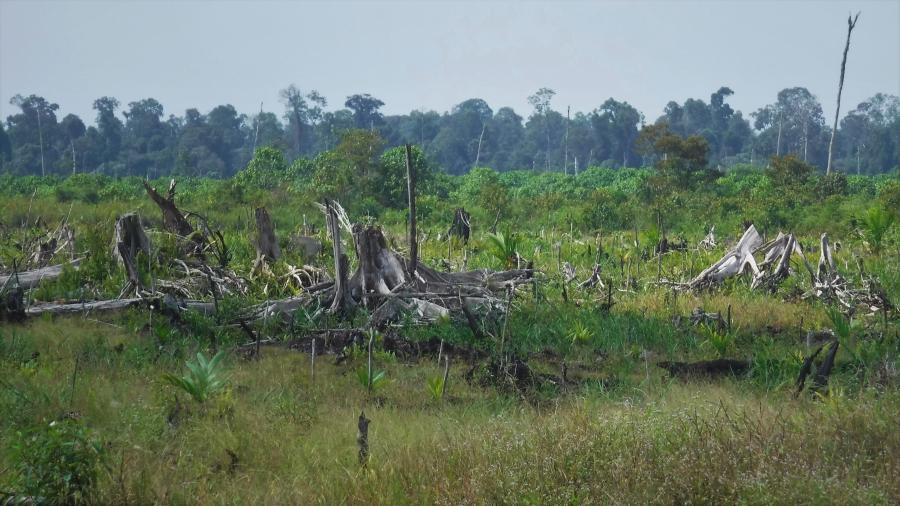 Tree stumps on grass with forest in background