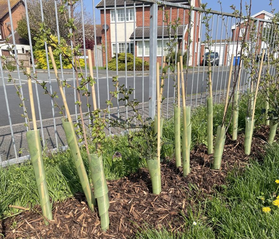 Image of young trees next to a fence with buildings in the background