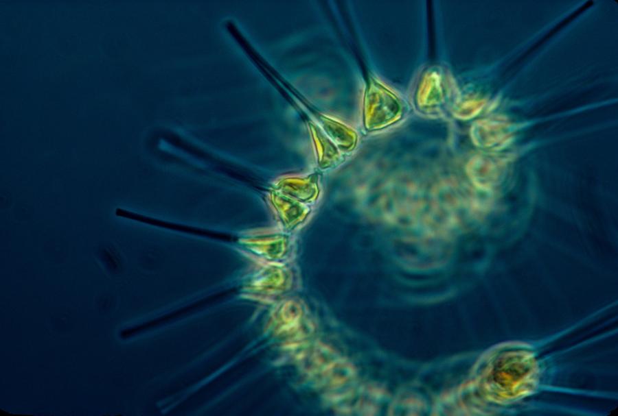Glowing spiral of greeny yellow plankton