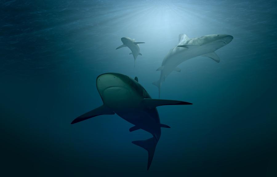 3 sharks seen from below