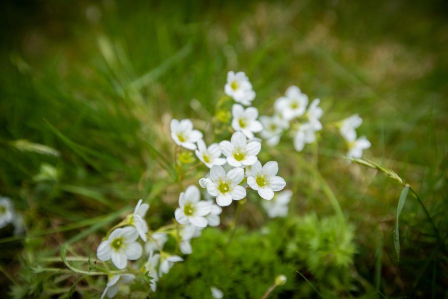 Close up of newly planted Rosy Saxifrage