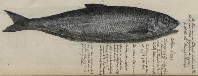 Illustration of a fish