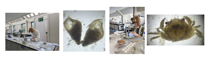 Arwen Wall Dr Perrin's scholarship