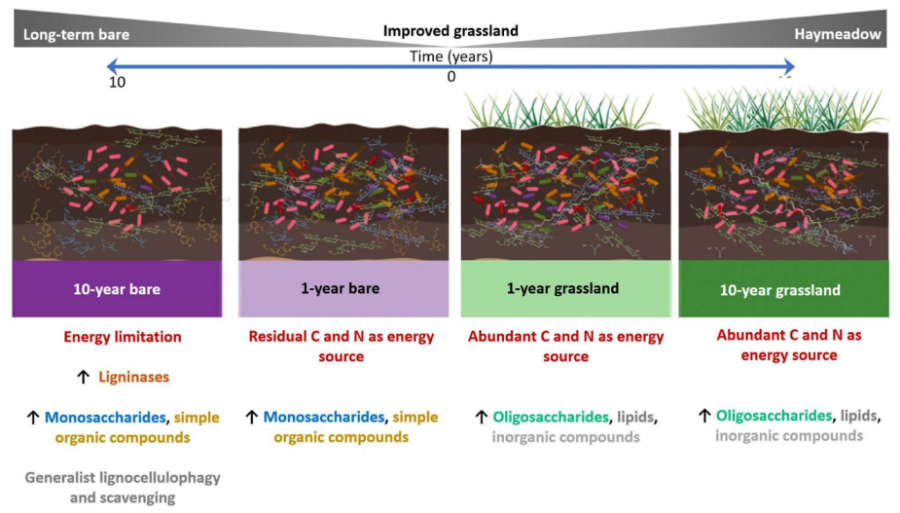 Soil microbial adaptation to carbon deprivation: shifts in lignocellulolytic gene profiles following long-term plant exclusion - Graphical abstract