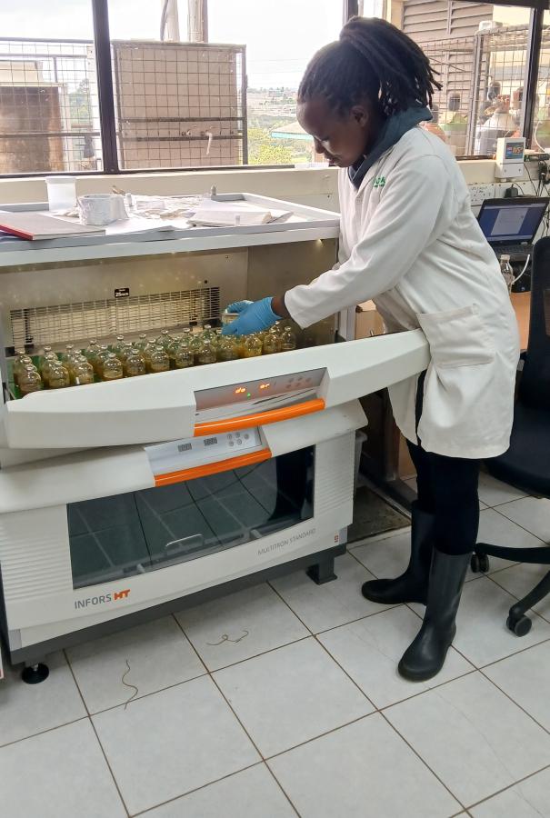 Winnie measuring and recording gas produced during in vitro fermentation.
