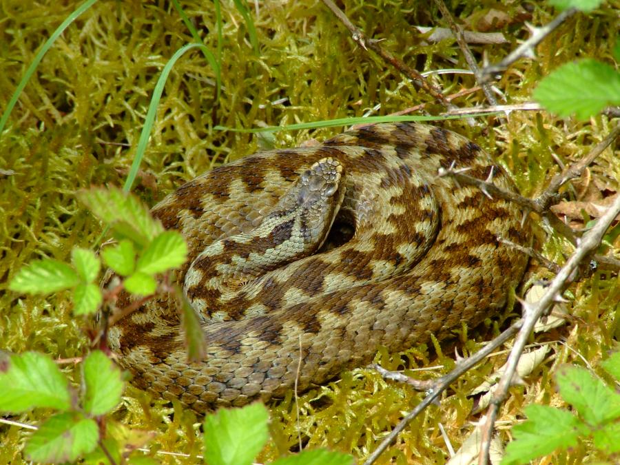 Adder_female_MEEB