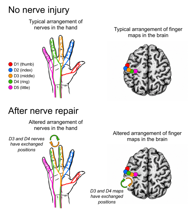 A depiction of two hands and two brains