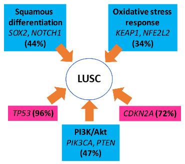 Summary of the most recent tumour suppressors and pathways
